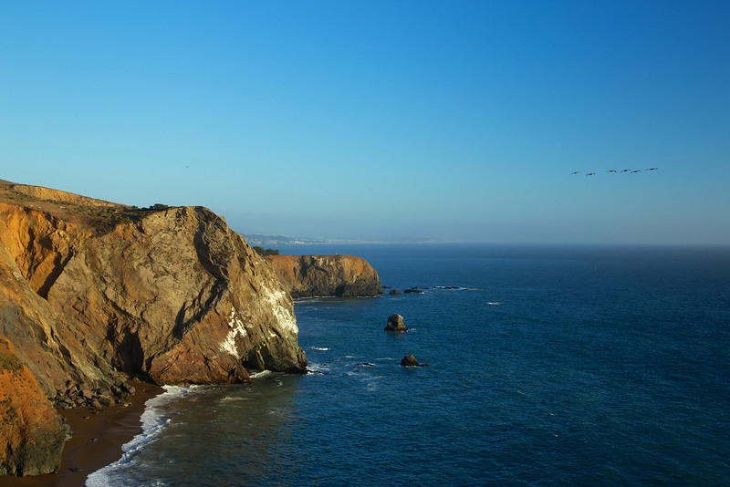 Pelicans taking a trip up the coast