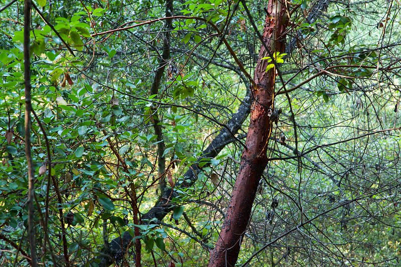 A young Madrone stands out in the forest