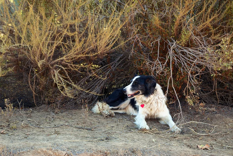 The Goat Herder's pup