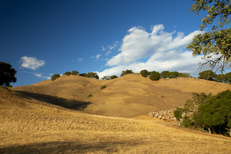 The goats eating a wedge of the hillside