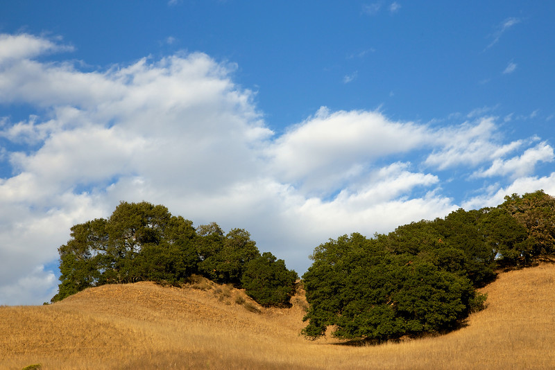 Oaks and the floating clouds