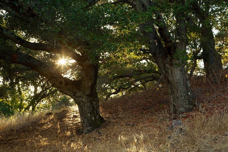 A beautiful oak reaches for one last embrace from the sun