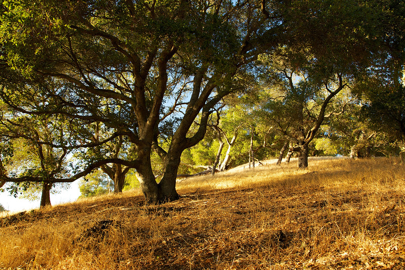 A golden gaze bathes the hillside