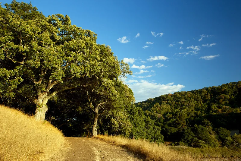 The low sun lights up the trunks of these oaks, sentries to this part of the trail