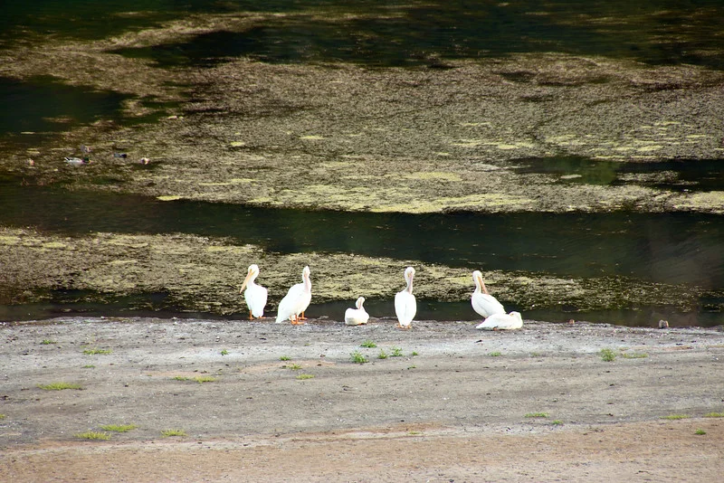 White Pelicans
