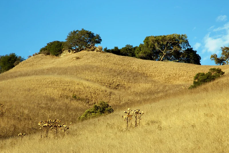 A late afternoon fall hillside