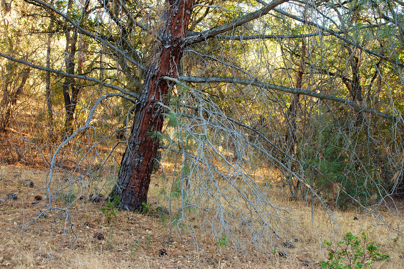 Grey Pine