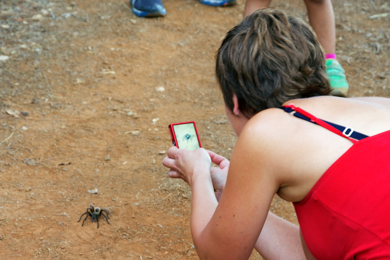Tarantula Paparazzi
