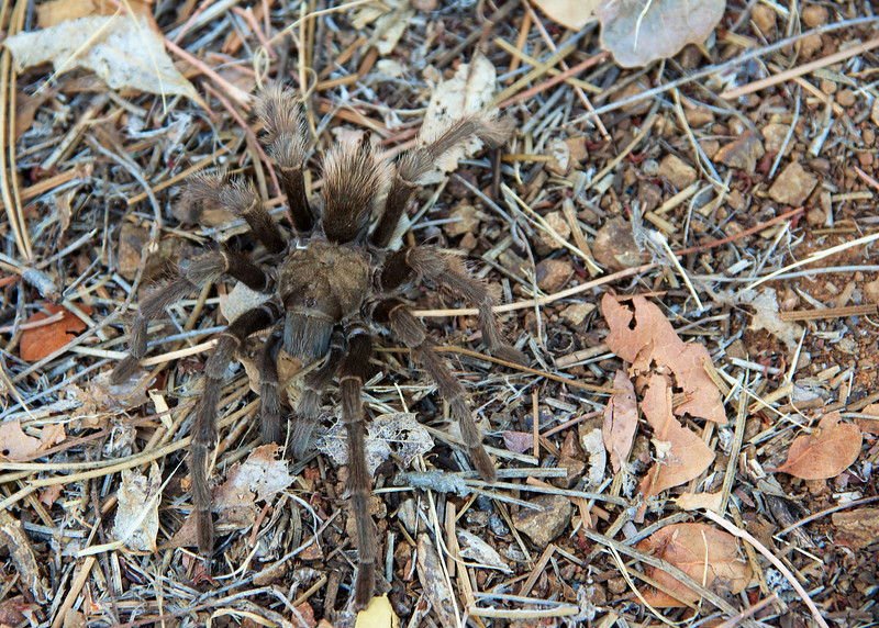 Male tarantula looking for love.