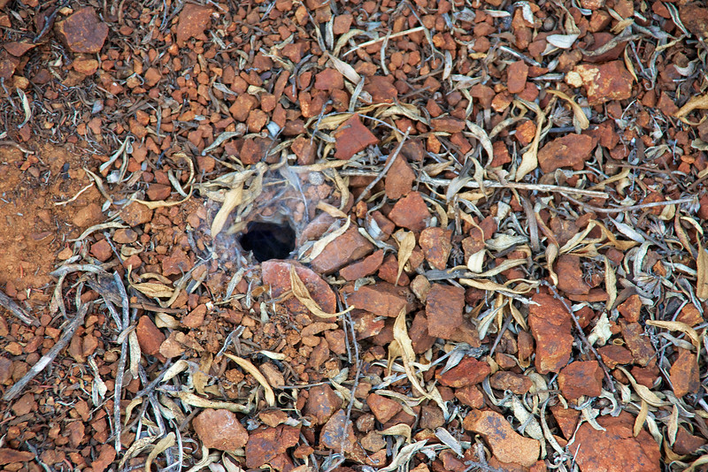 Female Tarantula burrow