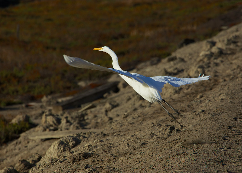 Great Egret