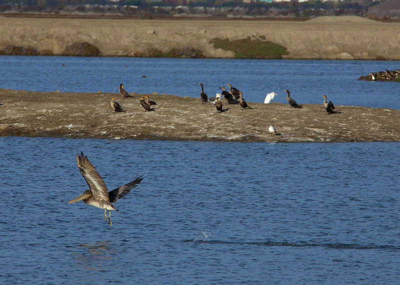 Great Egrets on the island, along with Double-Crested Cormorants. Brown Pelican taking off in the foreground. 
