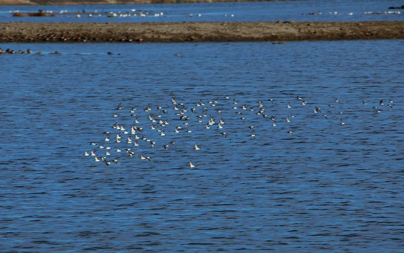 Flying cloud of Sandpipers