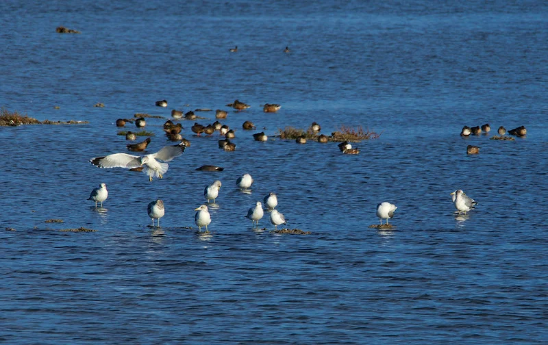 California Gull landing
