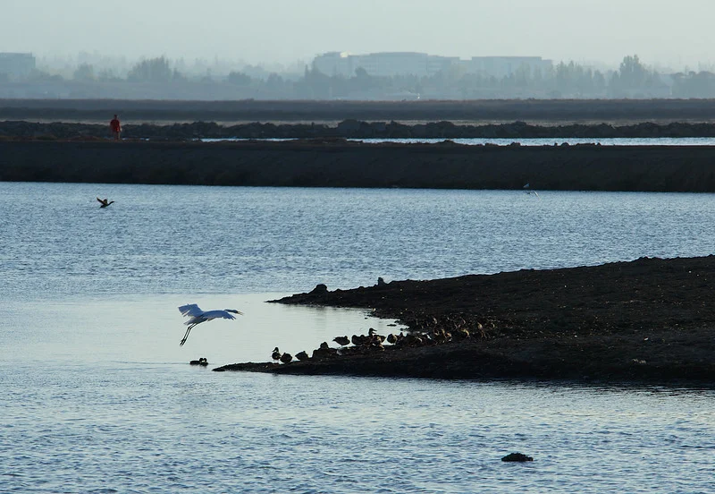 A Great Egret joins the party
