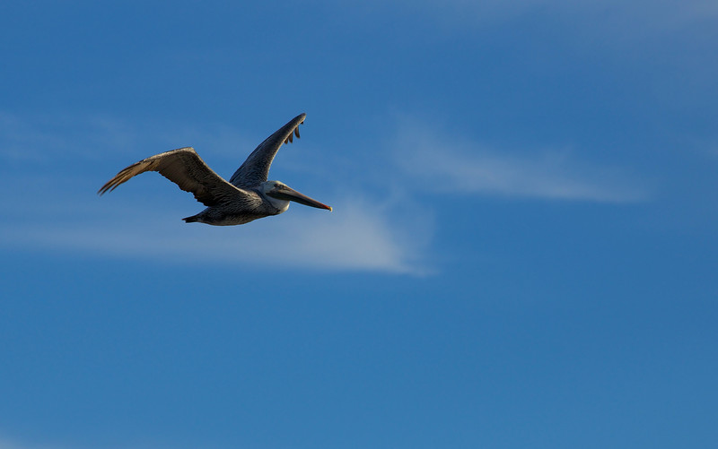 Brown Pelican