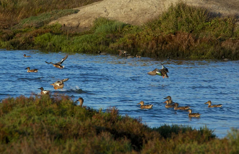 Example of the speculum (wing) of the male shoveler flying. The light blue on white on dark green is specific to the shoveler...Northern Shovelers (male and female in water), Green-winged teal flying (small duck with black and green on wing, green stripe on head) and possibly a male gadwall peeking up from the pickleweed. American coot in background. 