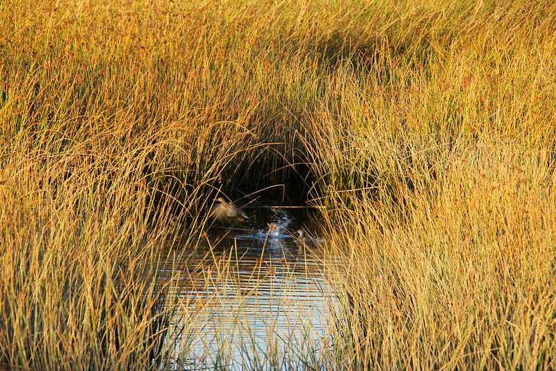 Female Shoveler
