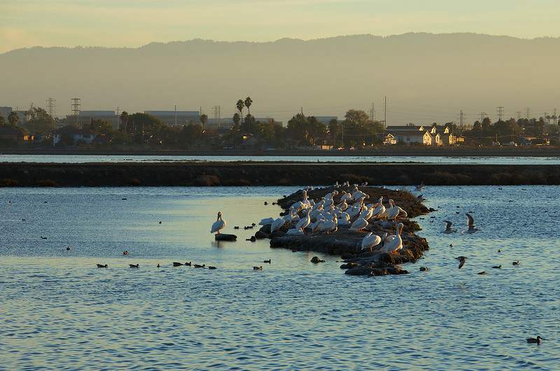 Sun sets on White Pelicans