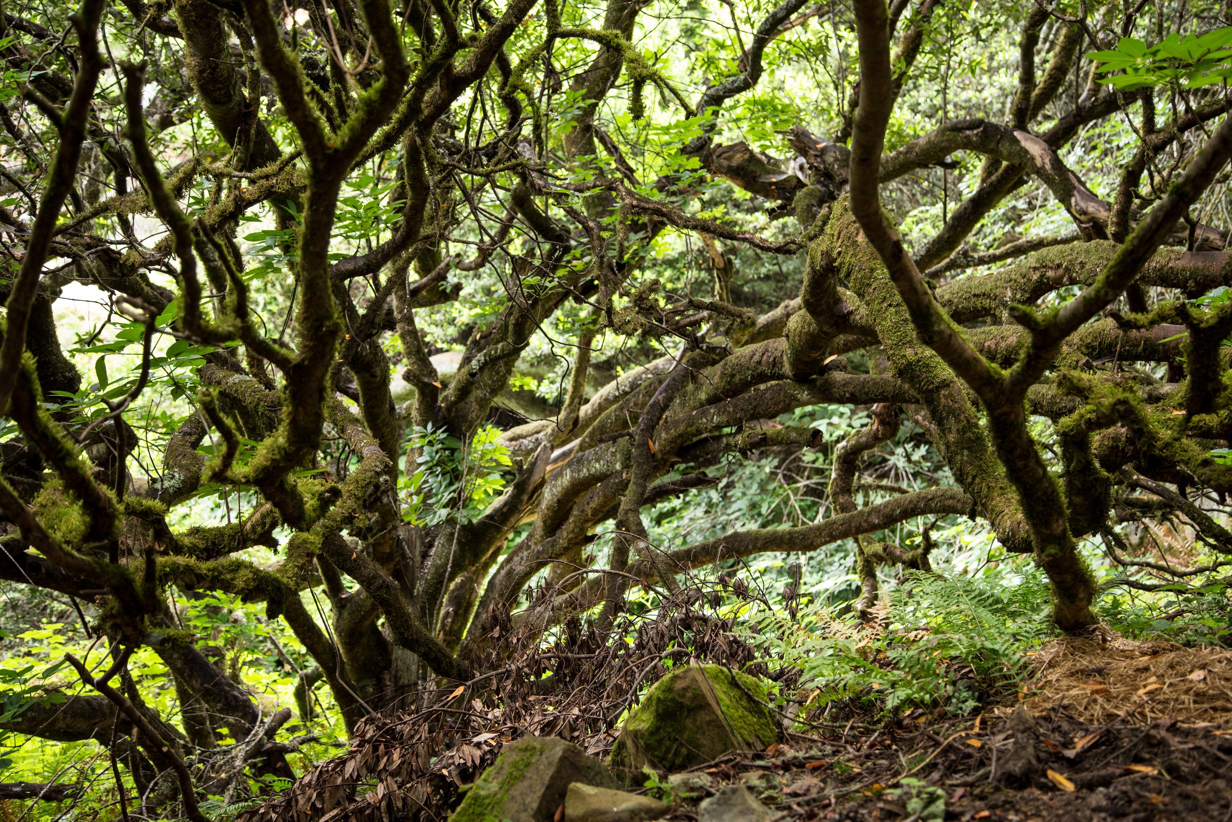 Dipsea Trail_-5.jpg