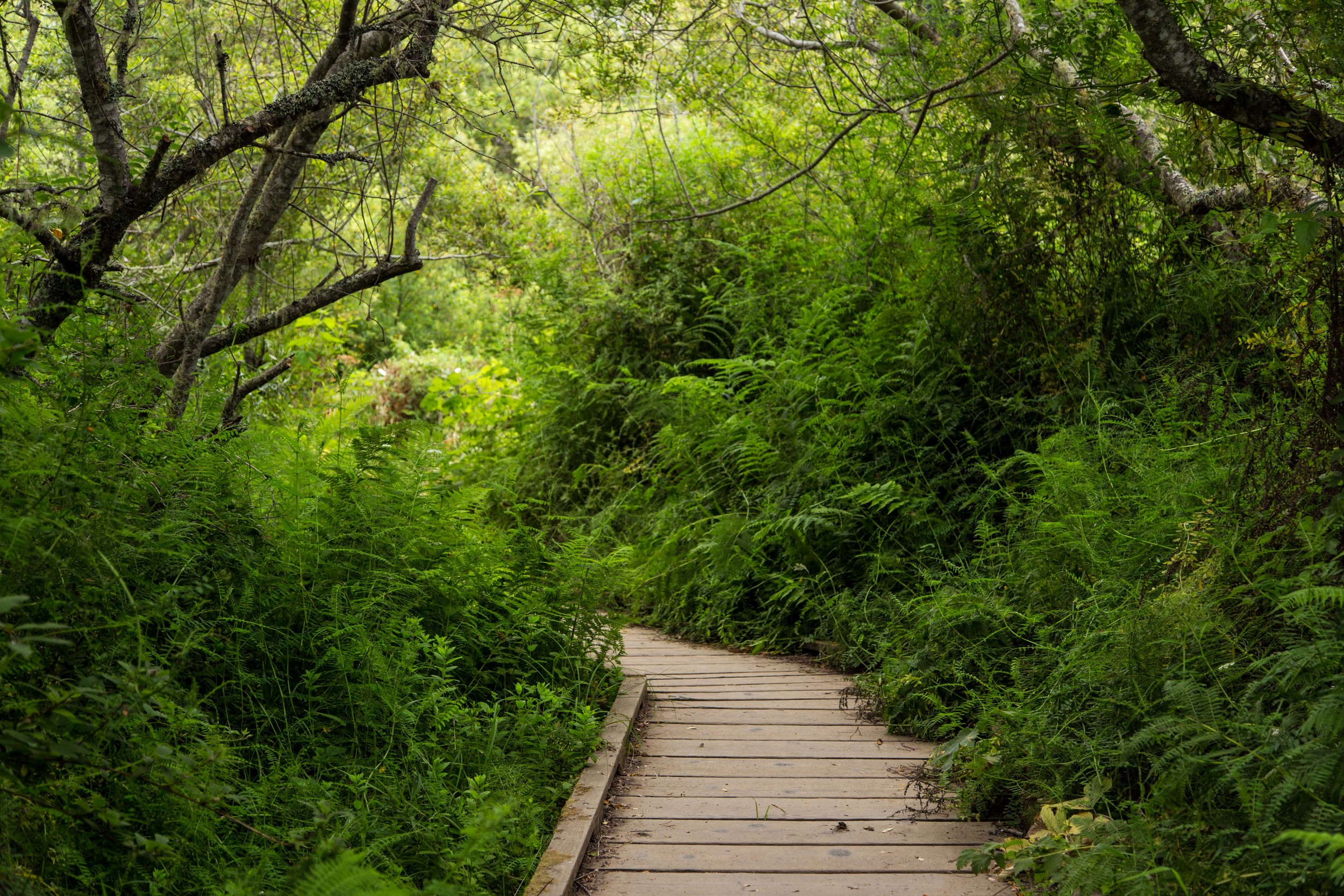 Dipsea Trail_-7.jpg