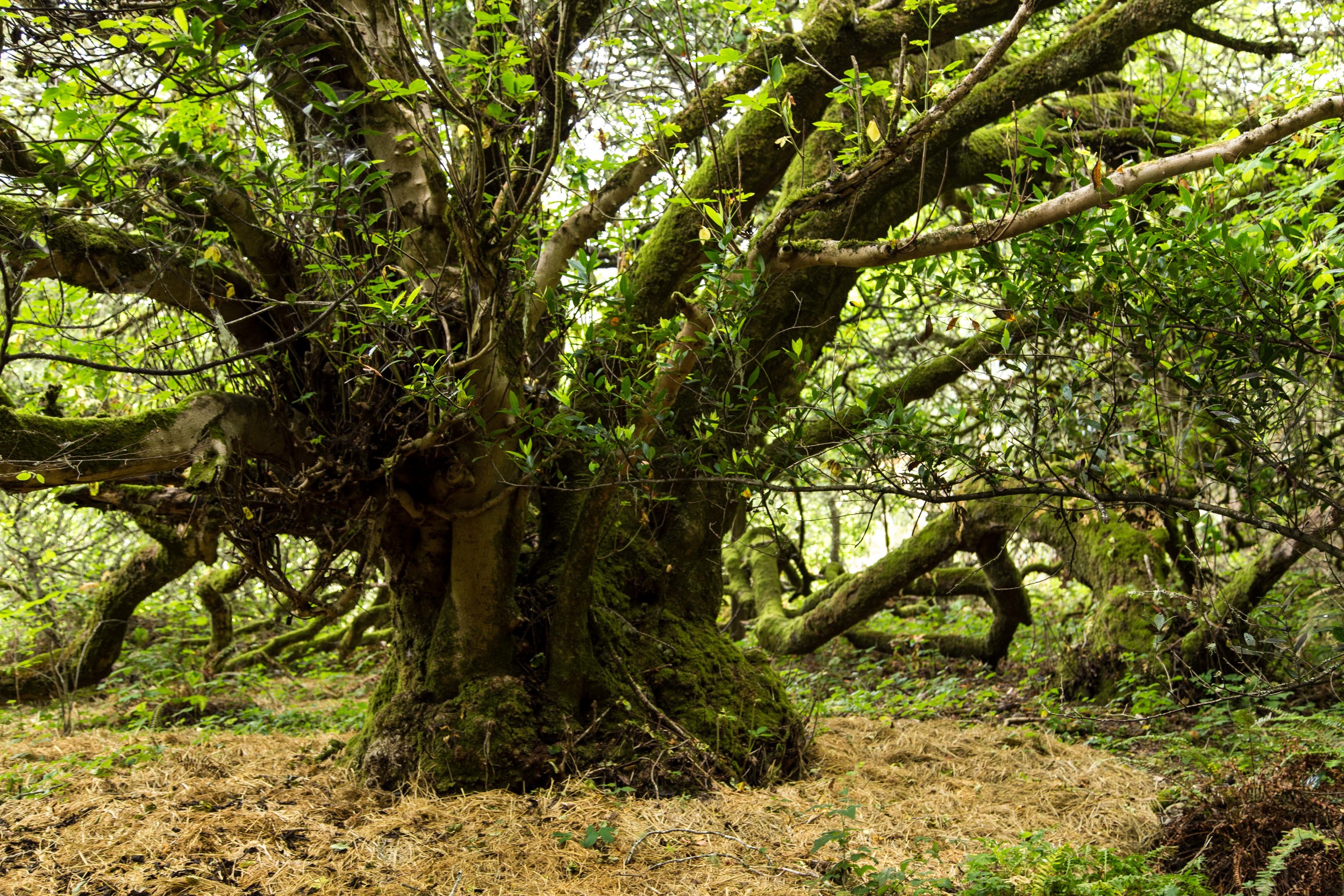 Dipsea Trail_-15.jpg