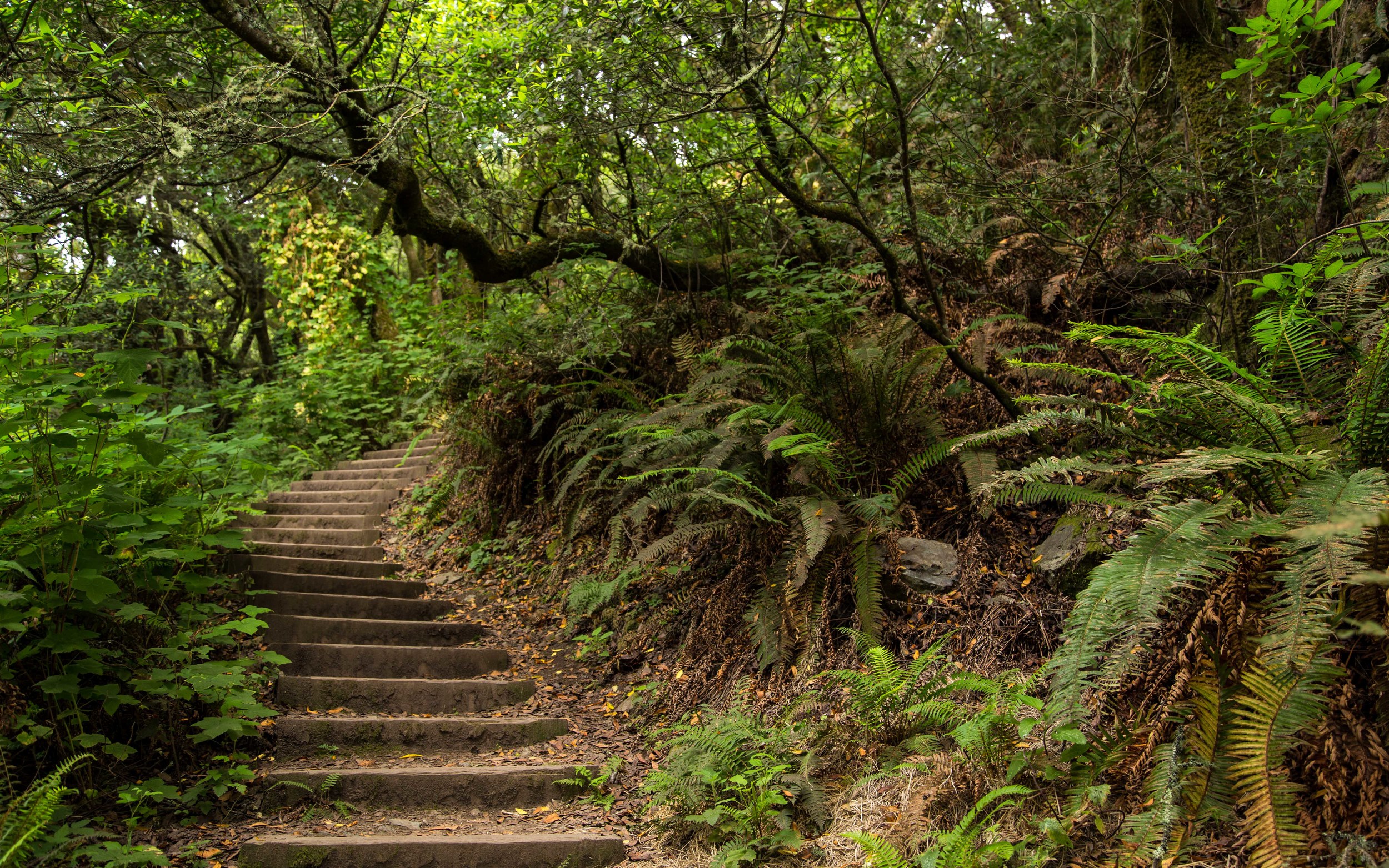 Dipsea Trail_-24.jpg