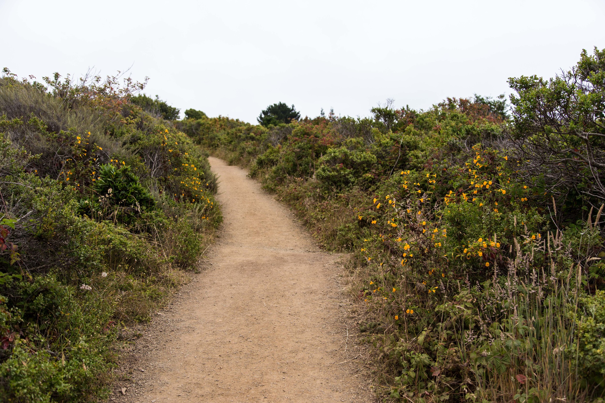 Dipsea Trail_-31.jpg