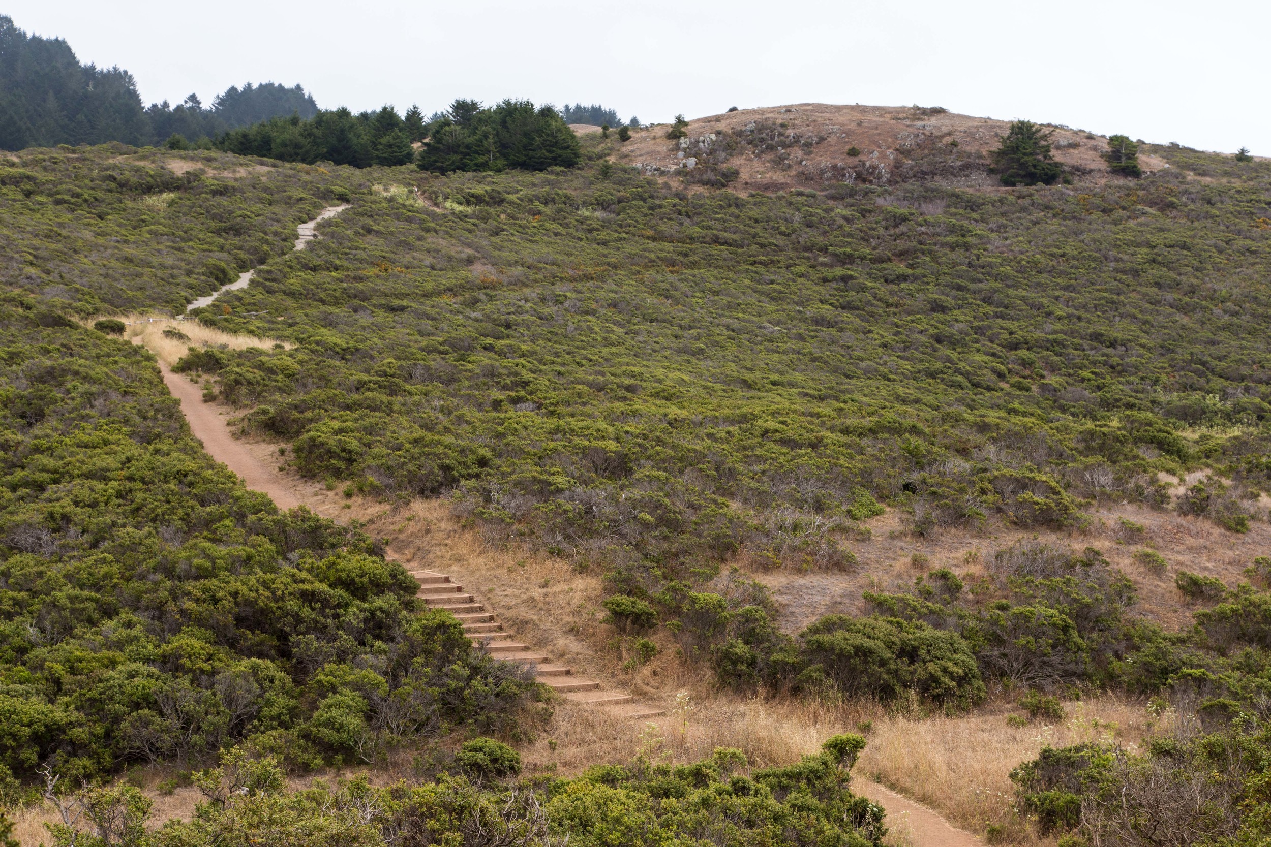 Dipsea Trail_-40.jpg