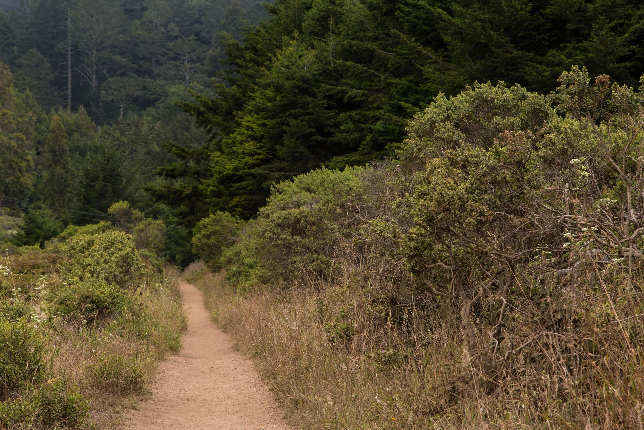 Dipsea Trail_-46.jpg