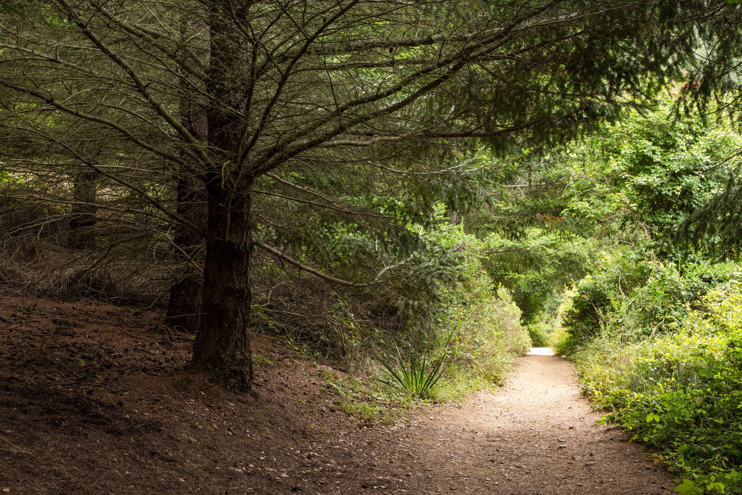 Dipsea Trail_-49.jpg