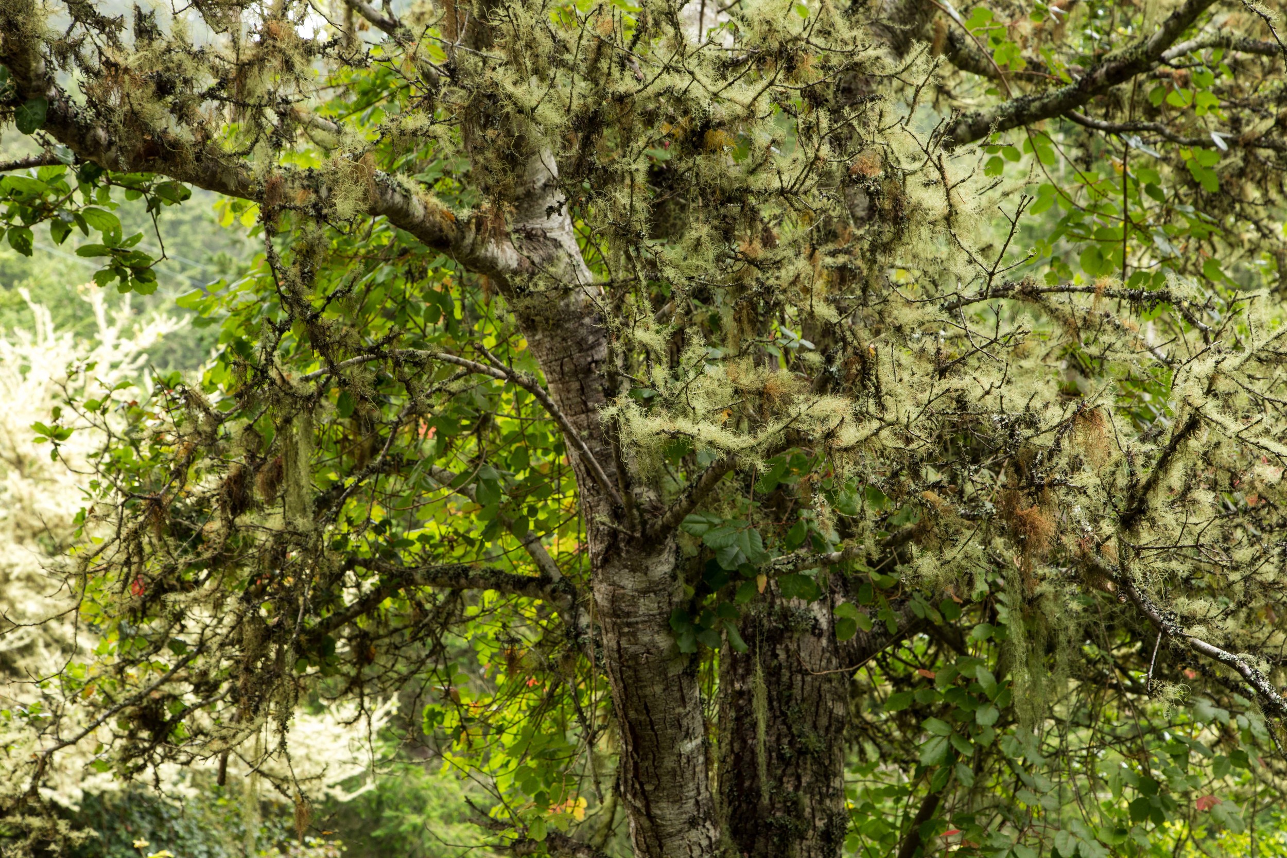 Dipsea Trail_-51.jpg