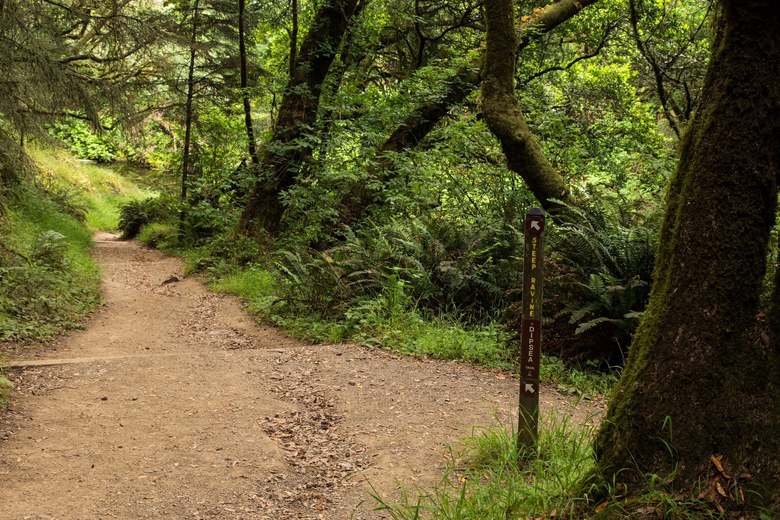 Dipsea Trail_-54.jpg