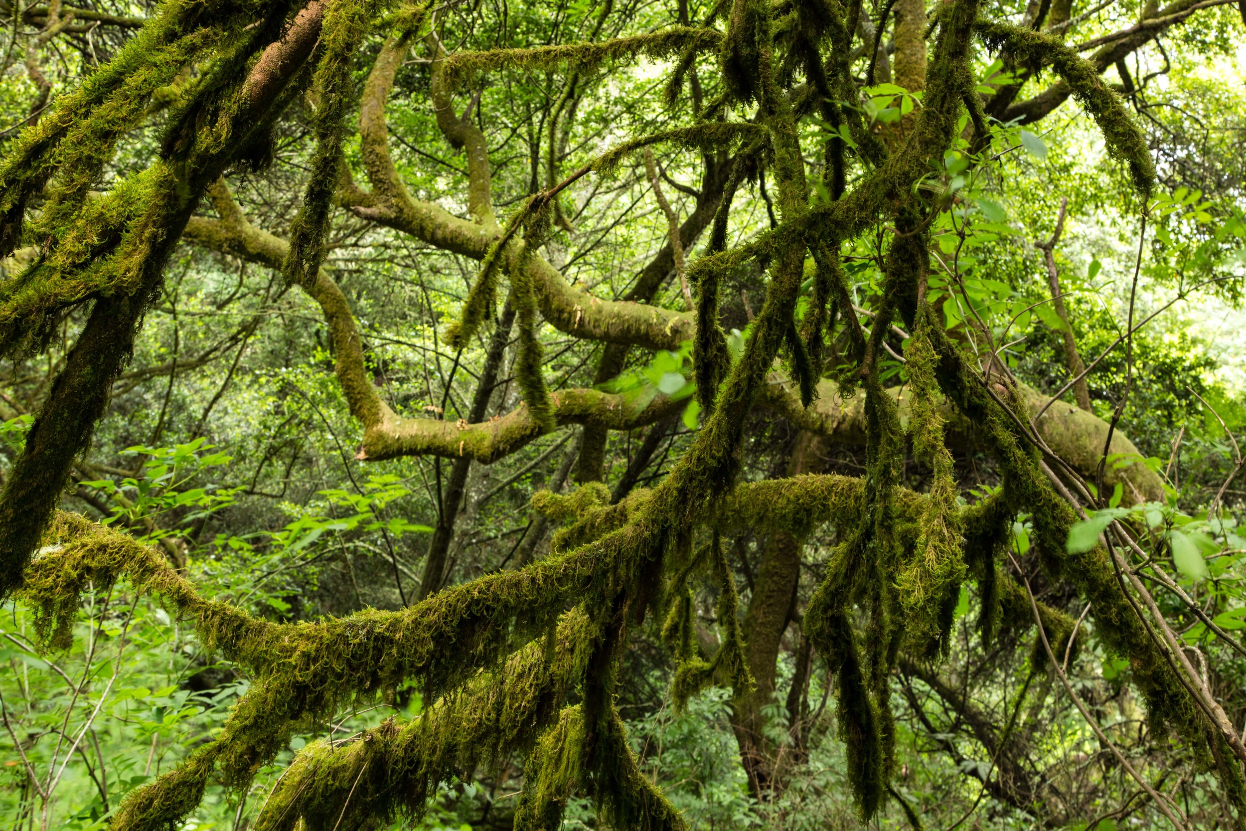 Dipsea Trail_-57.jpg