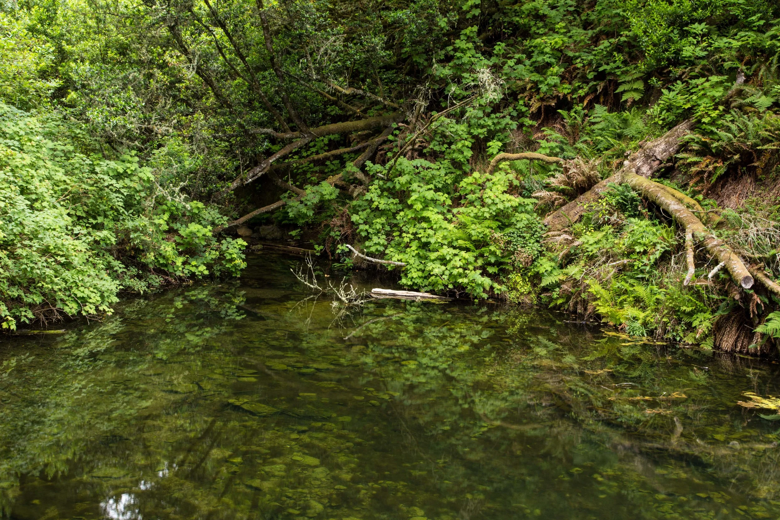 Dipsea Trail_-59.jpg