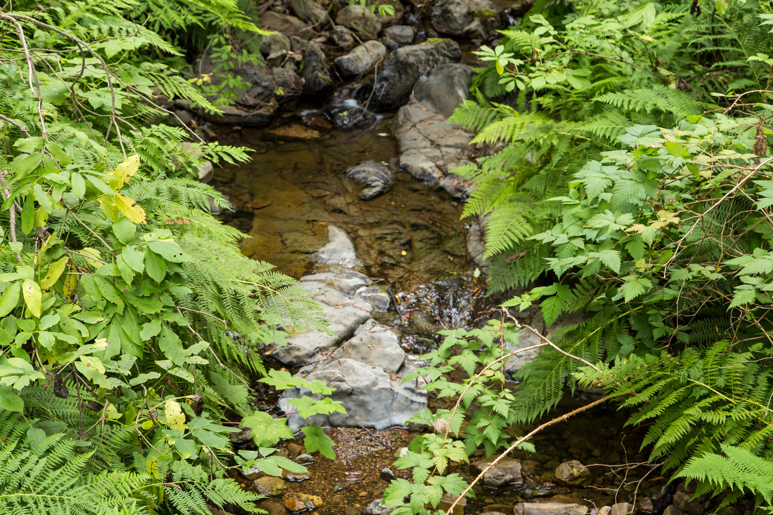 Dipsea Trail_-67.jpg