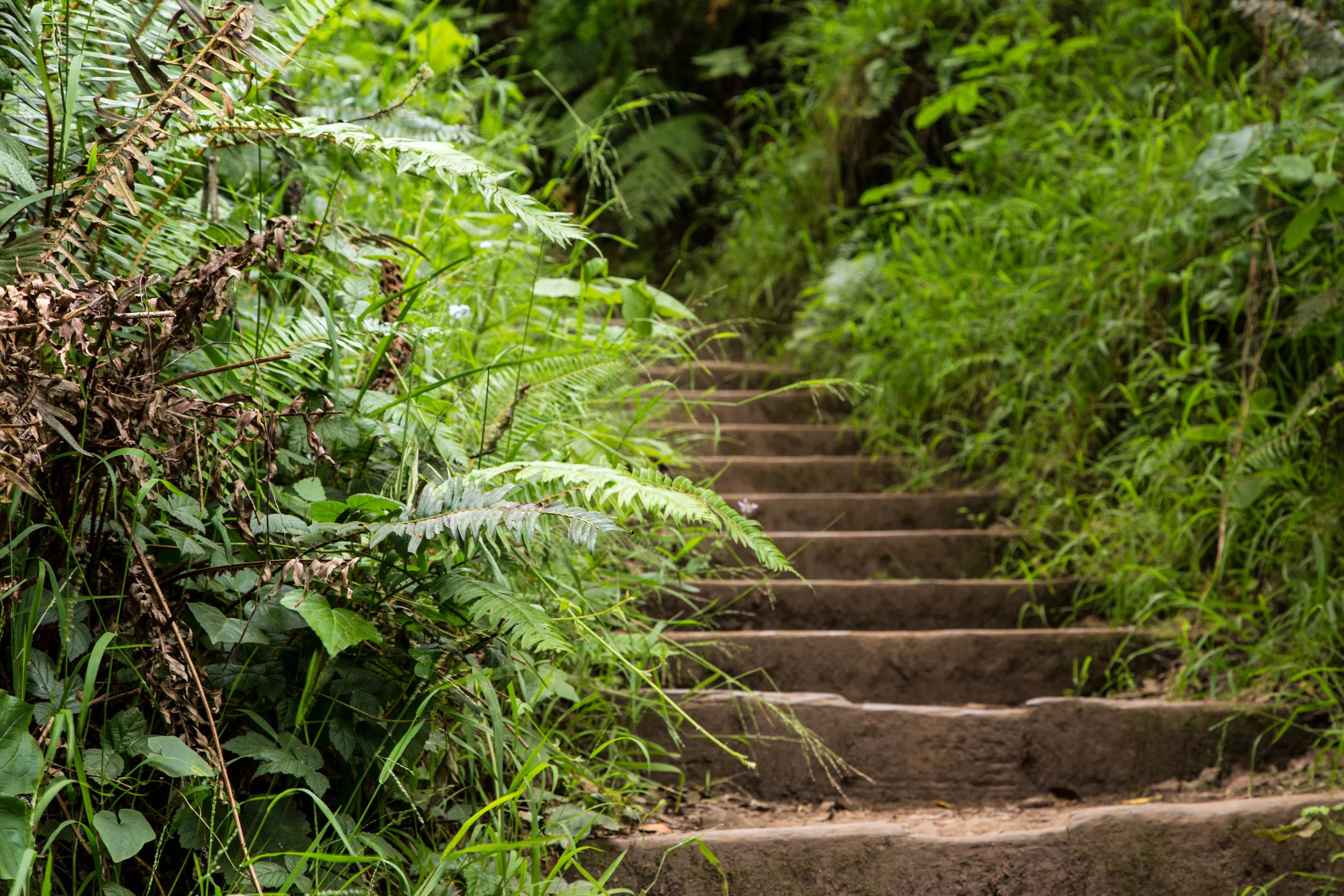 Dipsea Trail_-74.jpg