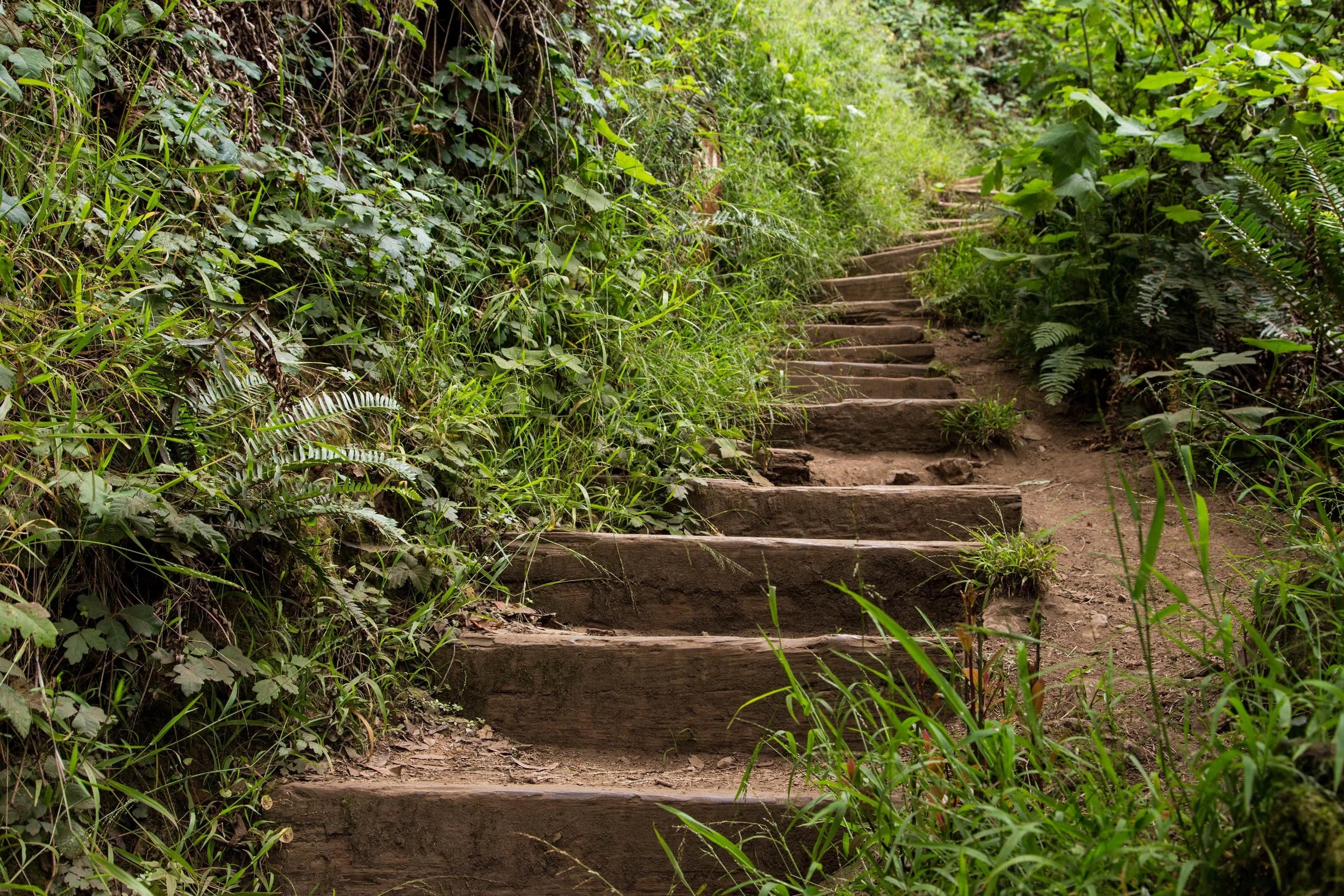 Dipsea Trail_-75.jpg