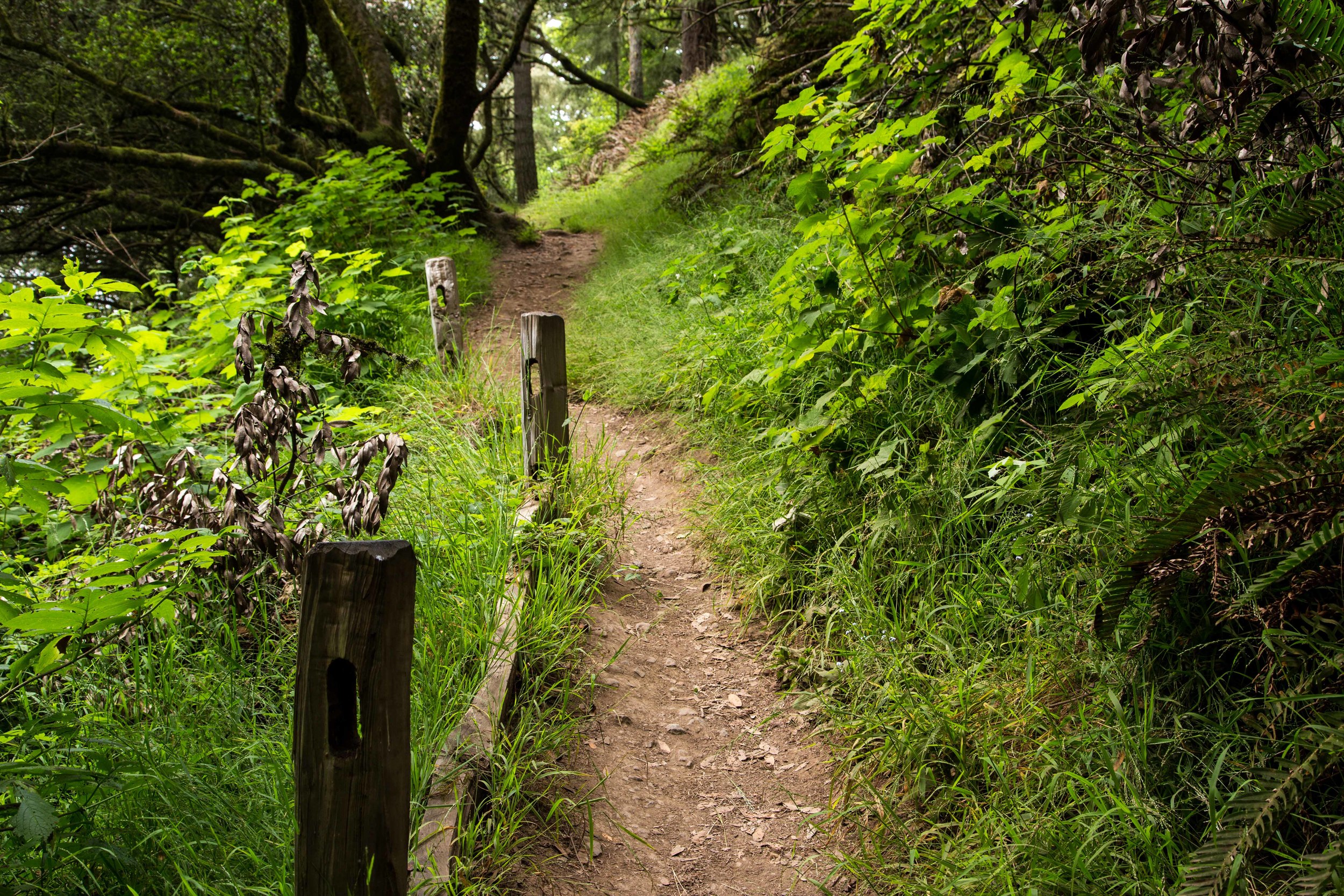 Dipsea Trail_-85.jpg