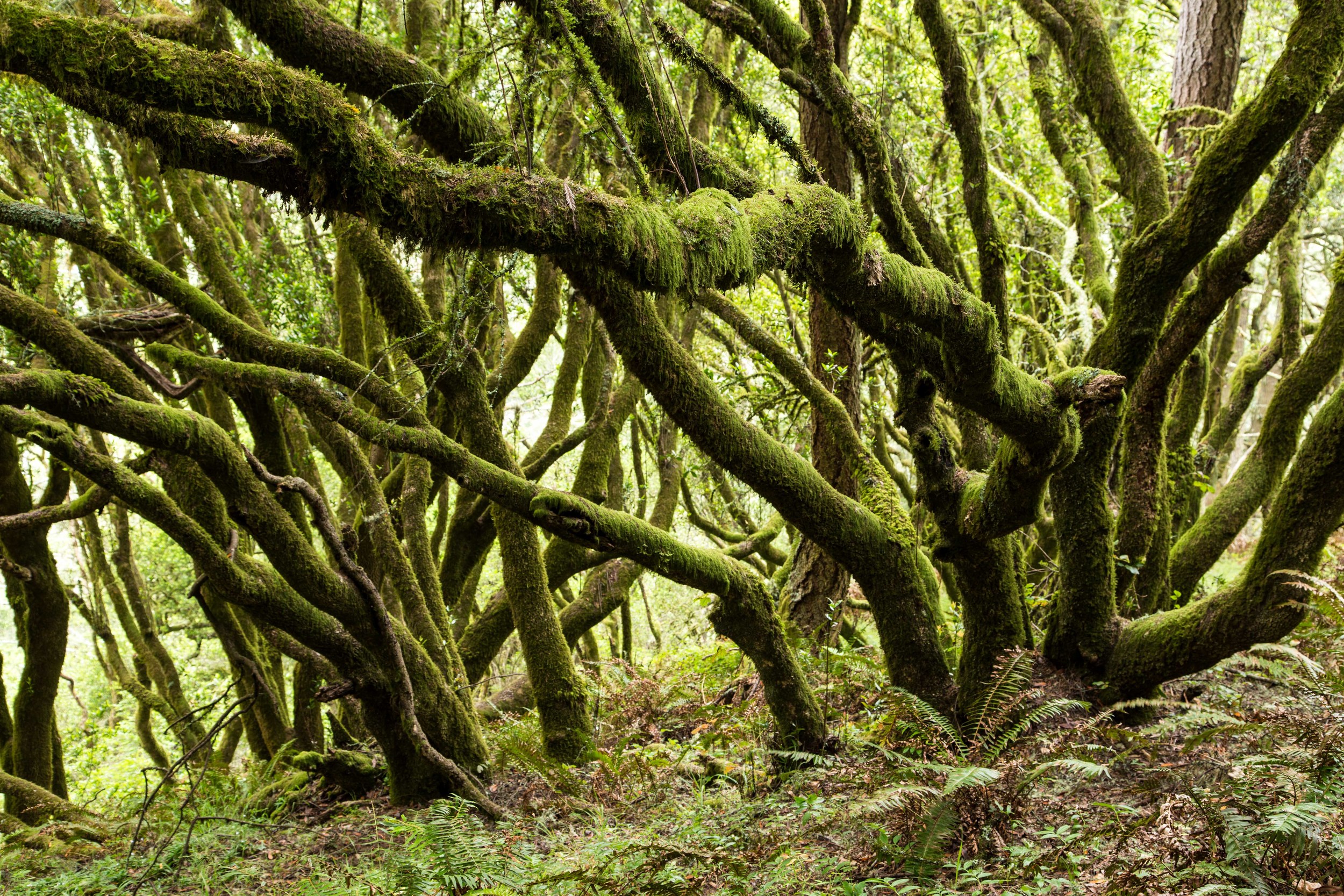 Dipsea Trail_-95.jpg