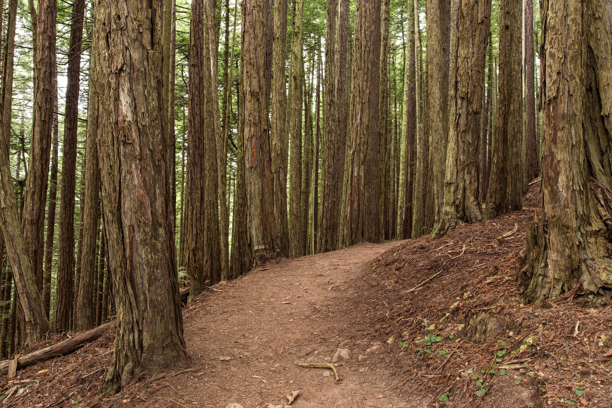 Dipsea Trail_-98.jpg