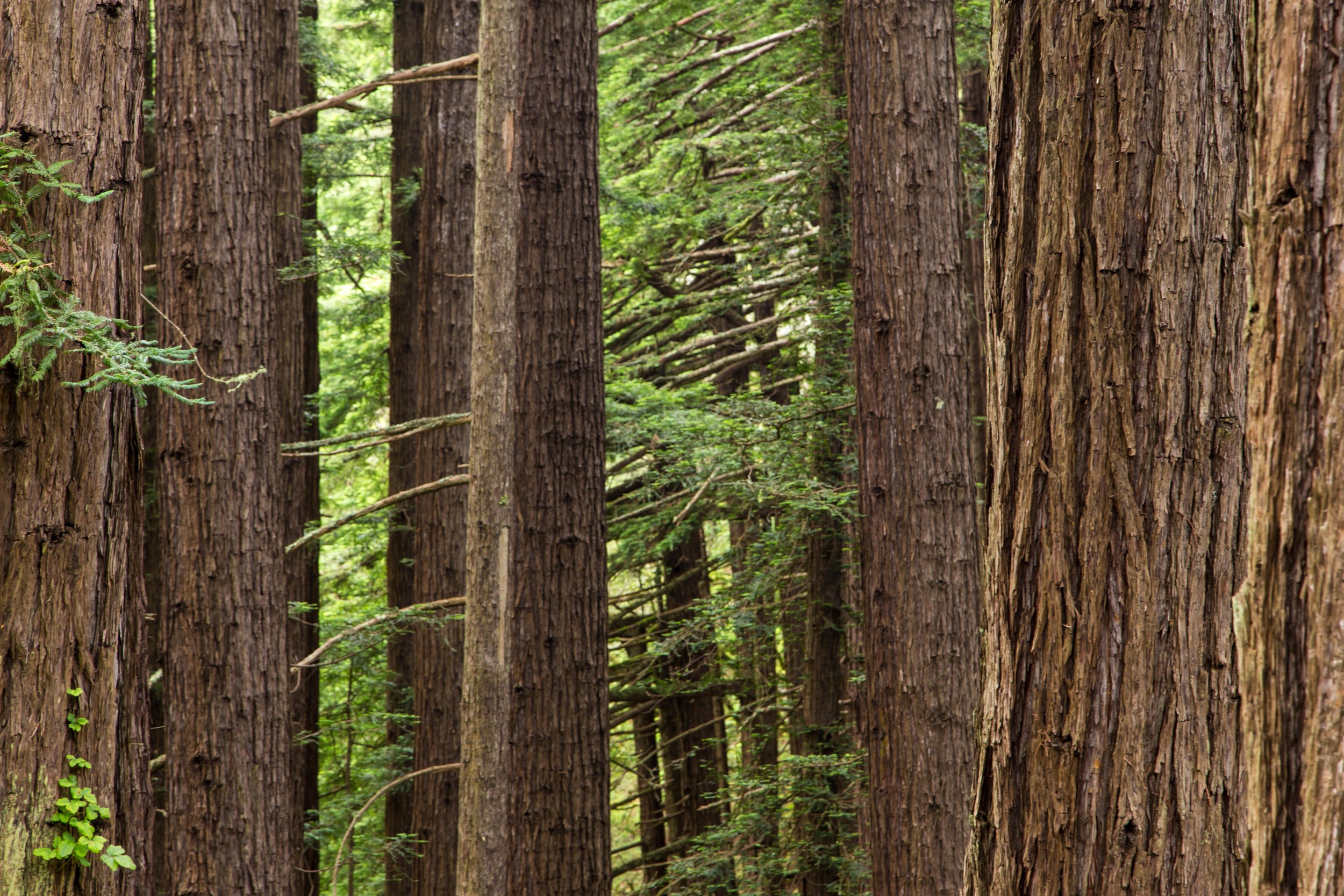 Dipsea Trail_-110.jpg