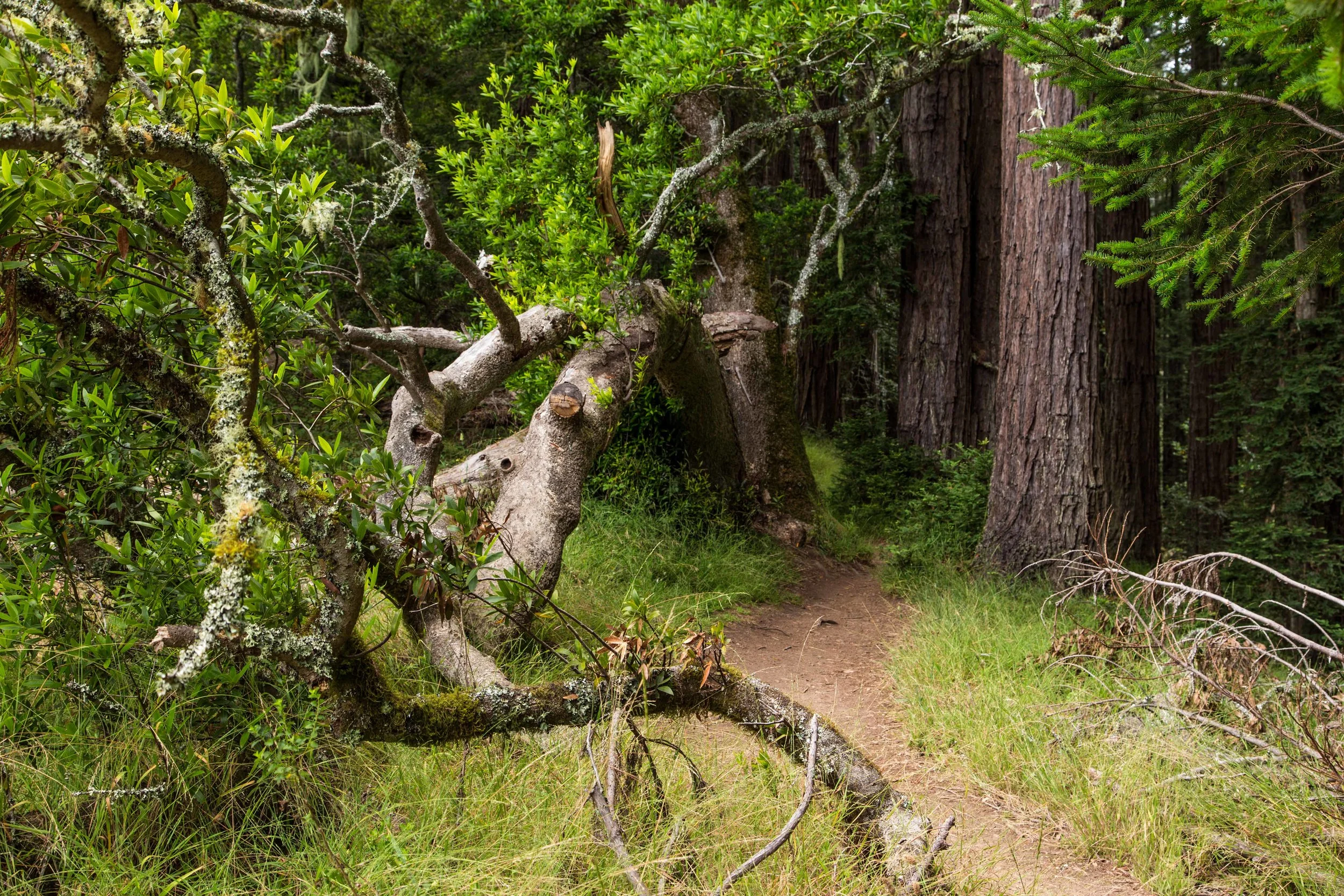 Dipsea Trail_-113.jpg
