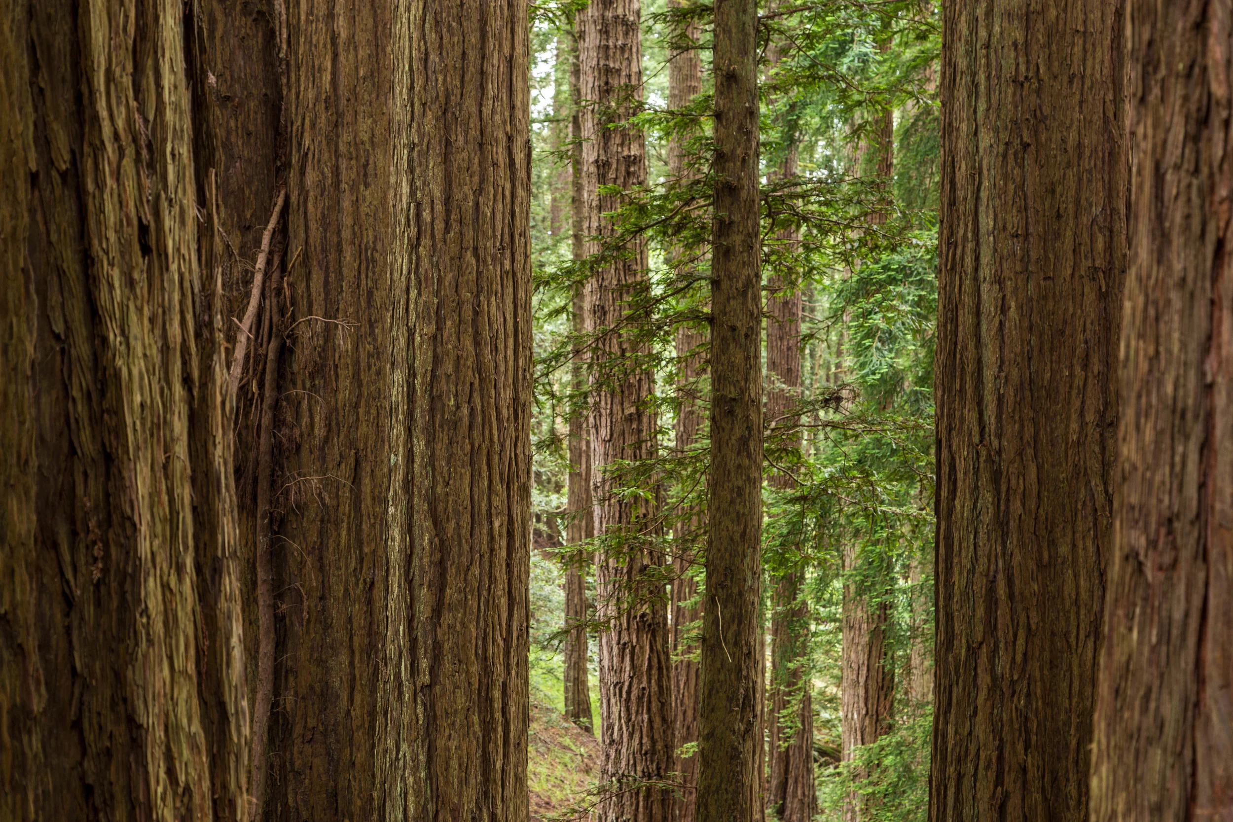 Dipsea Trail_-114.jpg
