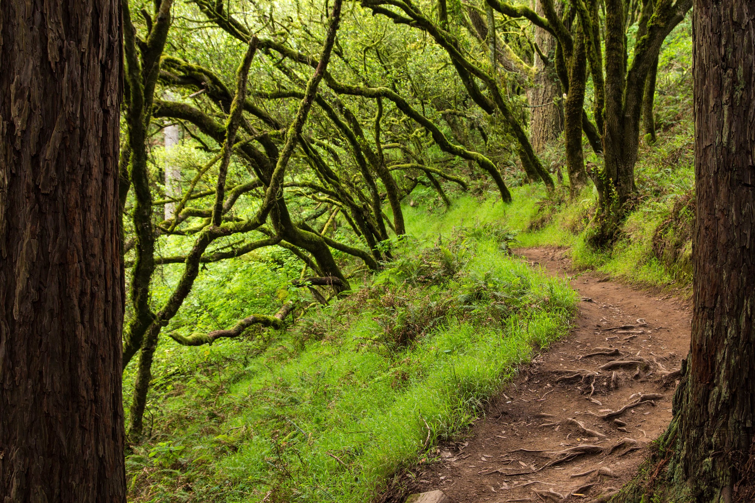 Dipsea Trail_-116.jpg