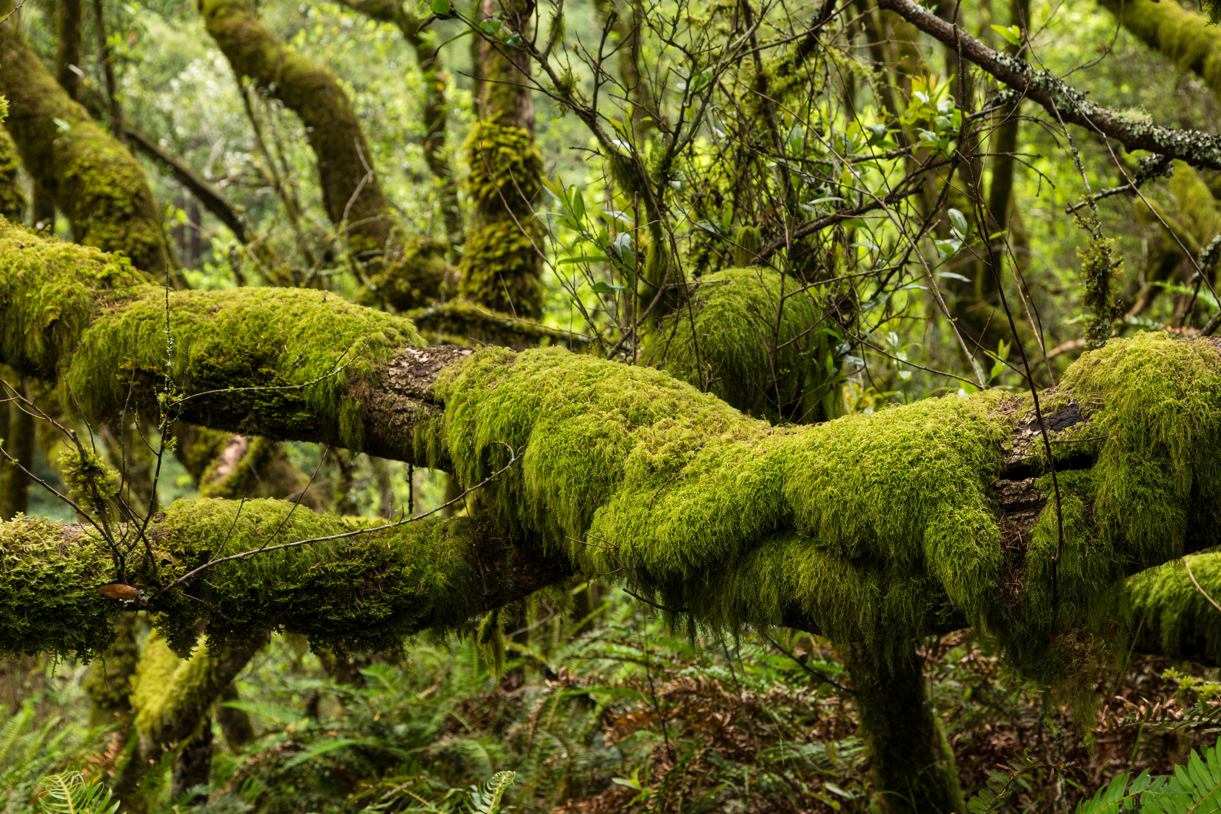 Dipsea Trail_-128.jpg