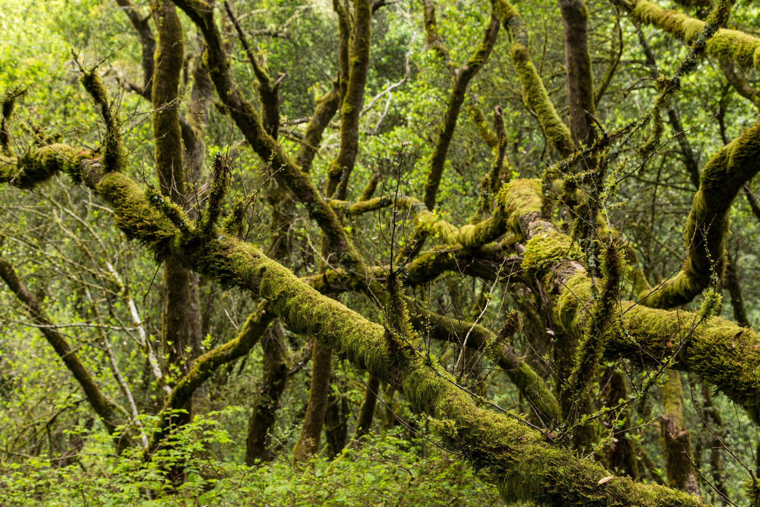 Dipsea Trail_-130.jpg