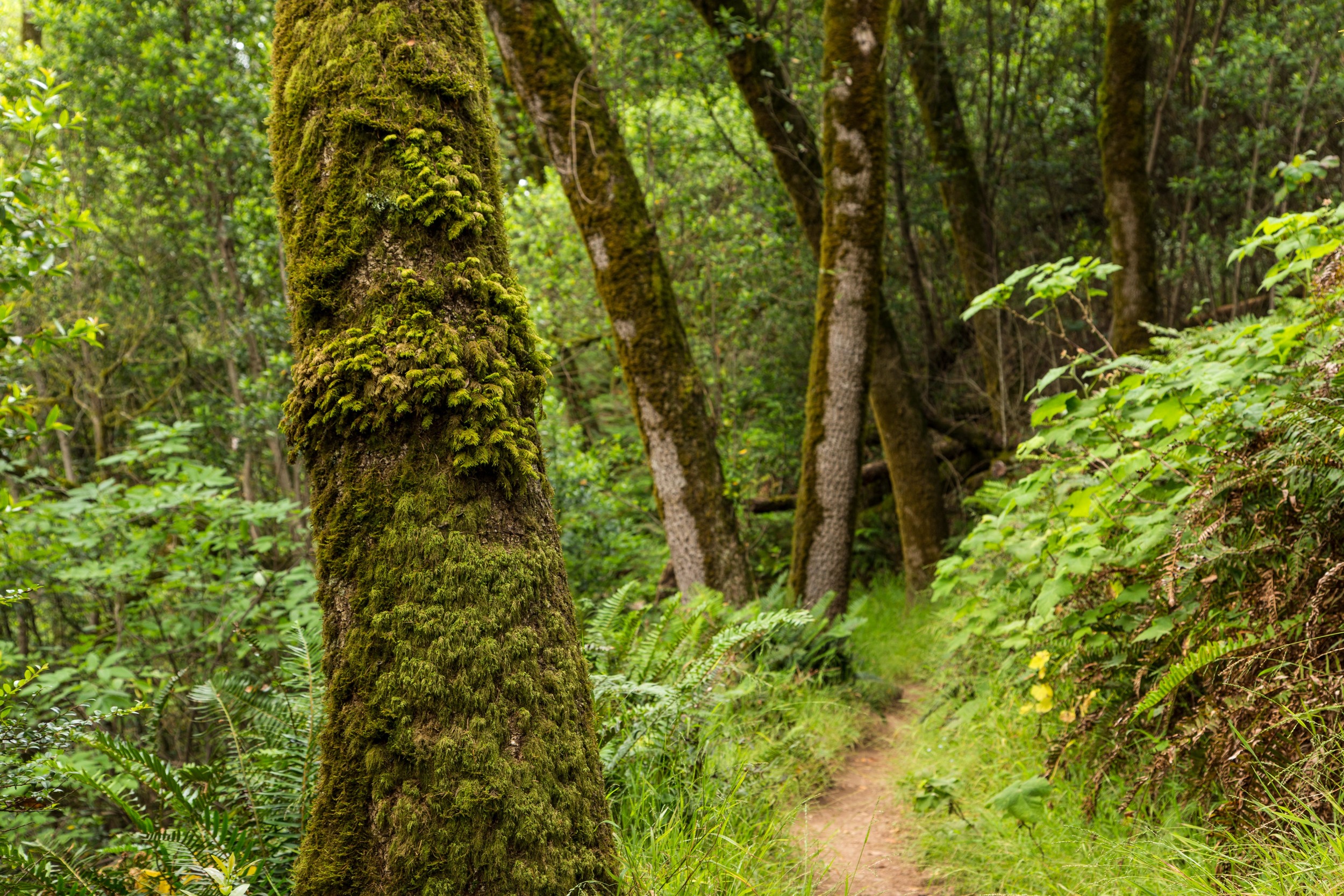 Dipsea Trail_-131.jpg