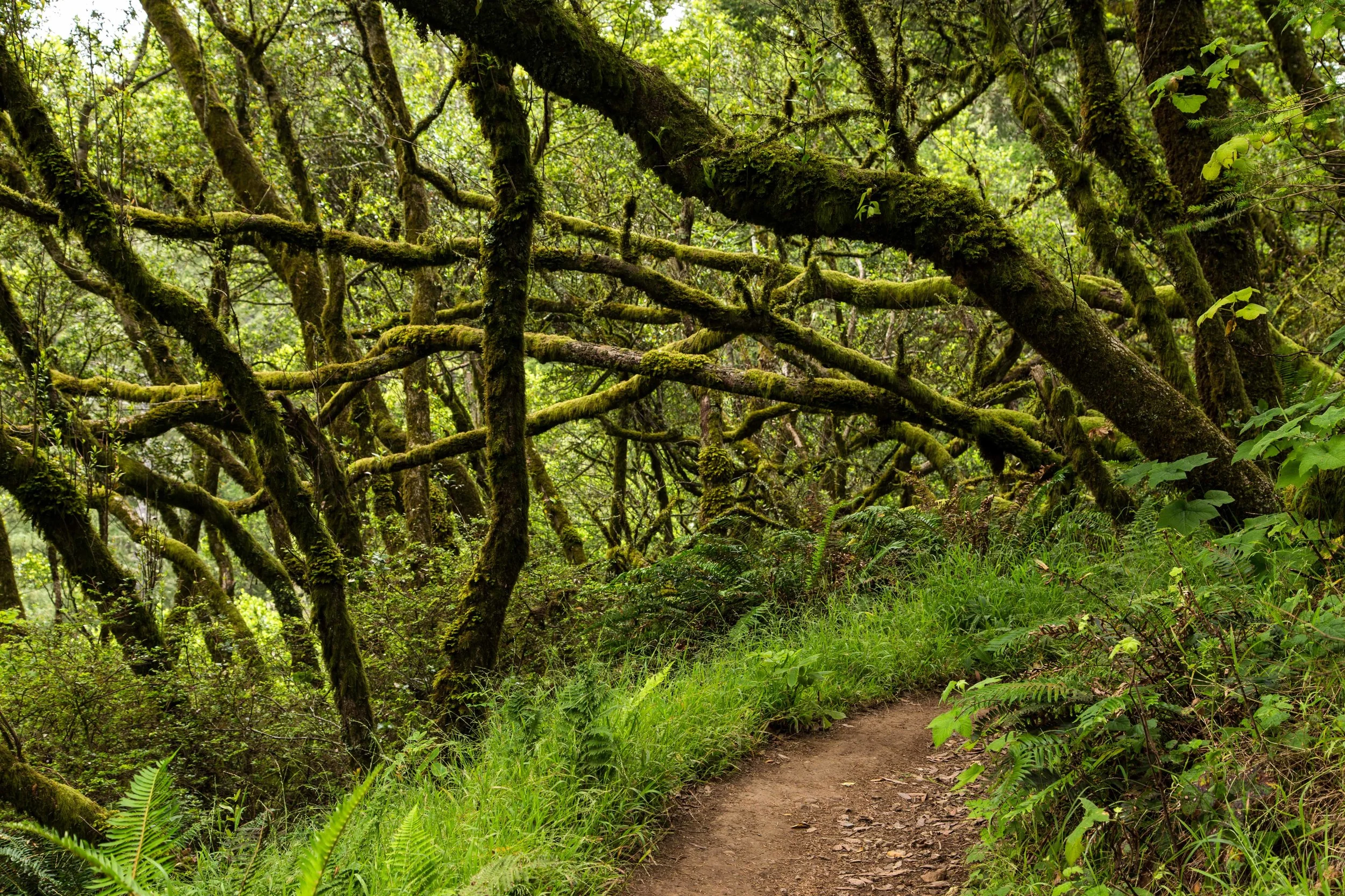 Dipsea Trail_-126.jpg