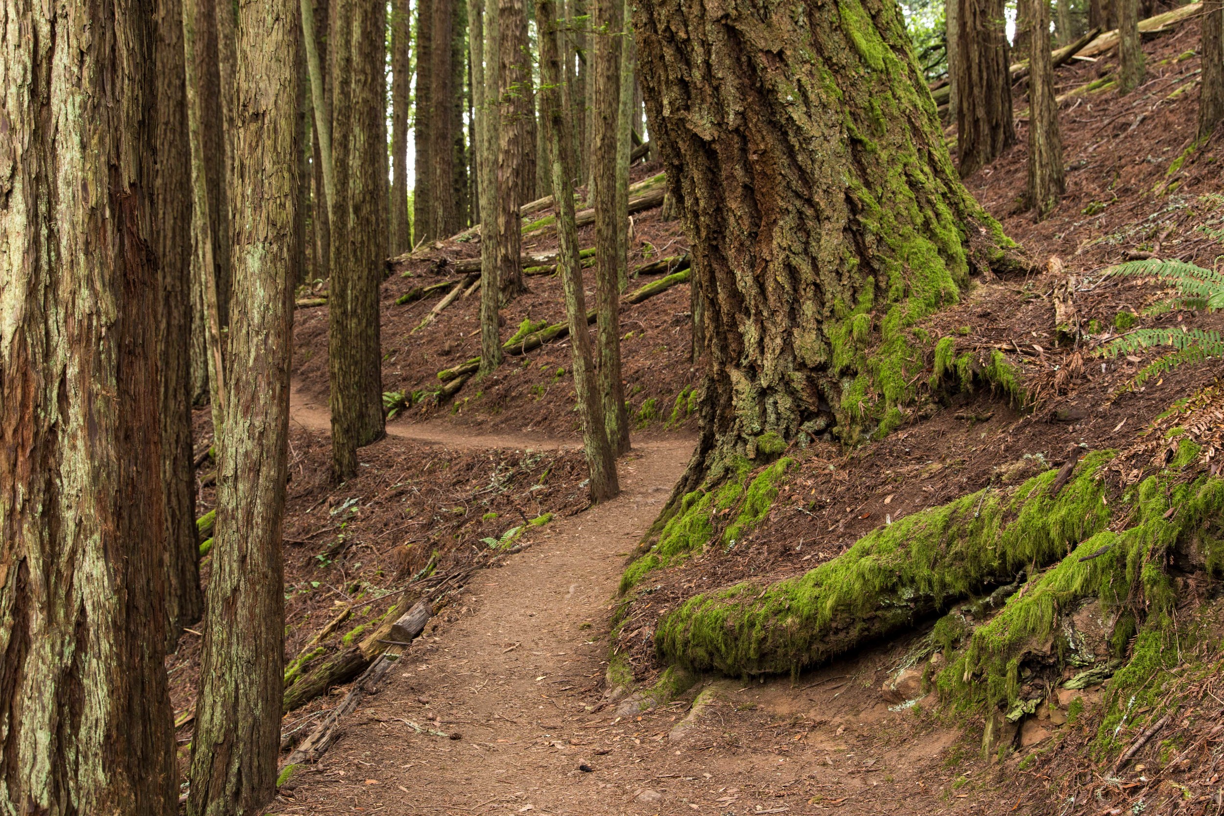 Dipsea Trail_-141.jpg